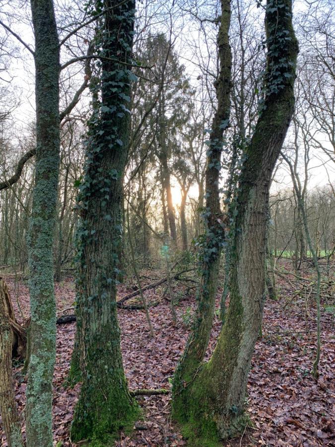 'T Holten Huus - Puur Genieten In Het Bos. Norg Bagian luar foto