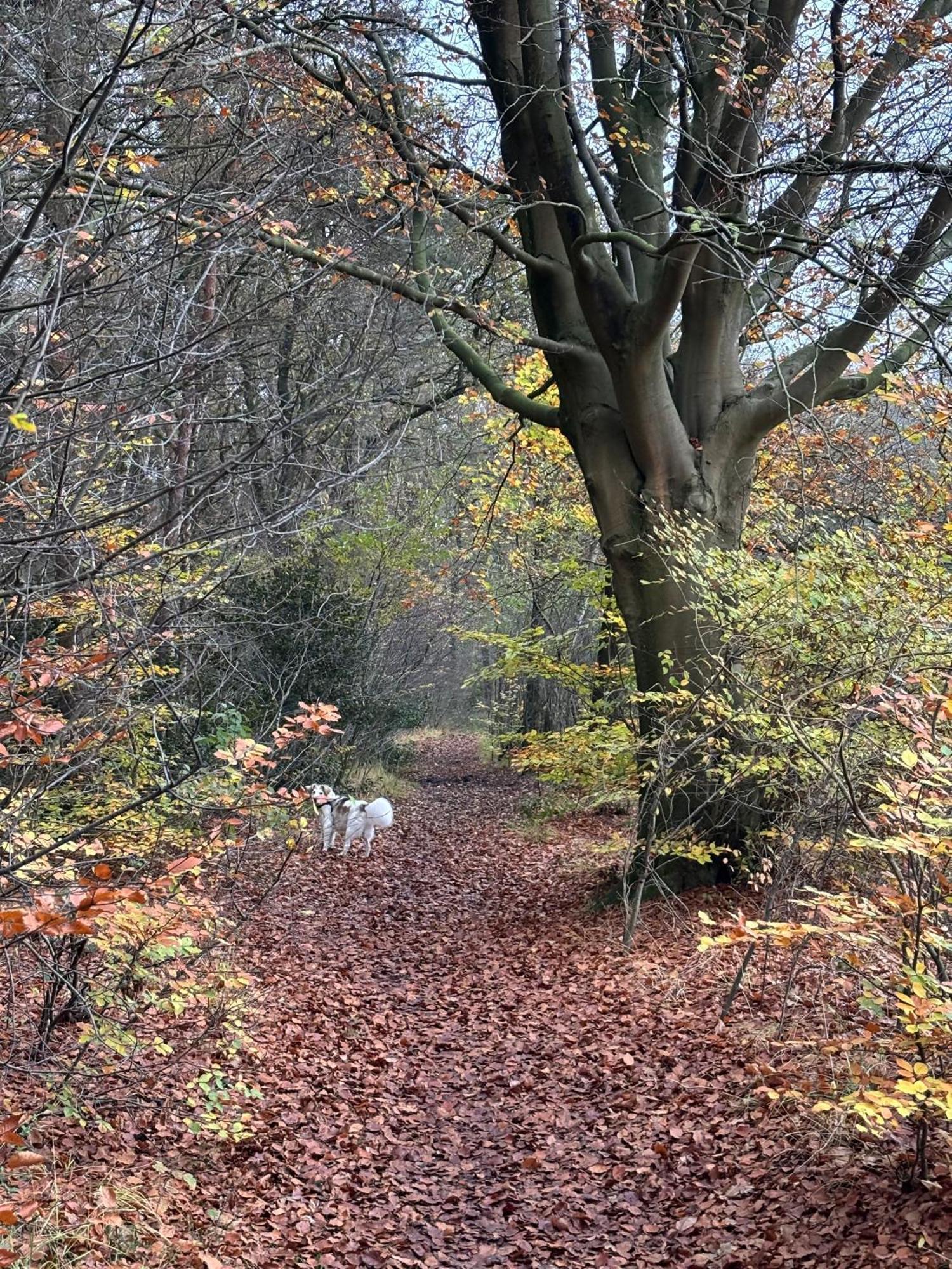 'T Holten Huus - Puur Genieten In Het Bos. Norg Bagian luar foto